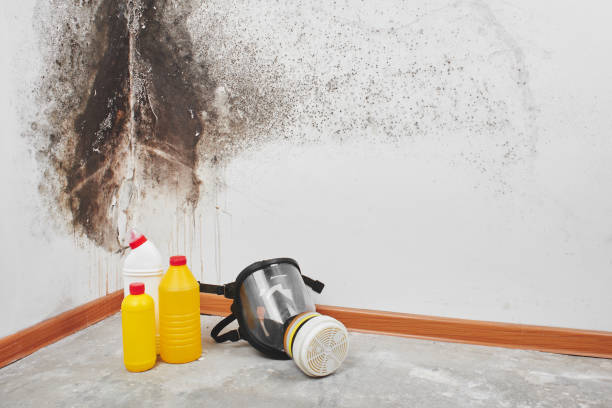Best Mold Damage Repair  in Hampshire, IL