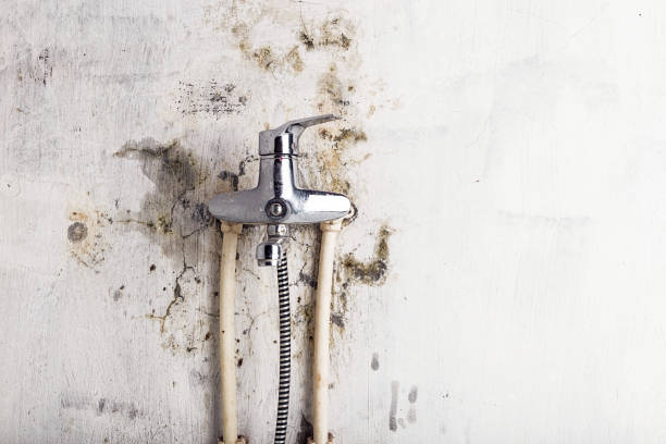 Best Office Mold Removal Services  in Hampshire, IL