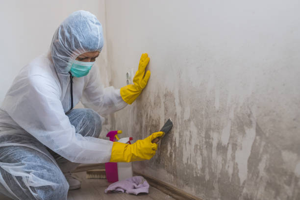 Best Crawl Space Mold Removal  in Hampshire, IL