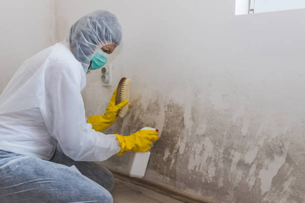 Best Mold Cleaning Services  in Hampshire, IL