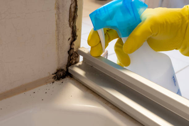 Best Same-Day Mold Removal  in Hampshire, IL