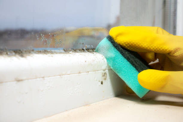 Best Toxic Mold Removal  in Hampshire, IL