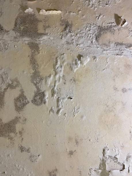 Best Attic Mold Removal  in Hampshire, IL